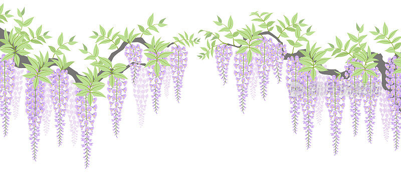 Blooming purple wisteria flowers, isolated on the white background